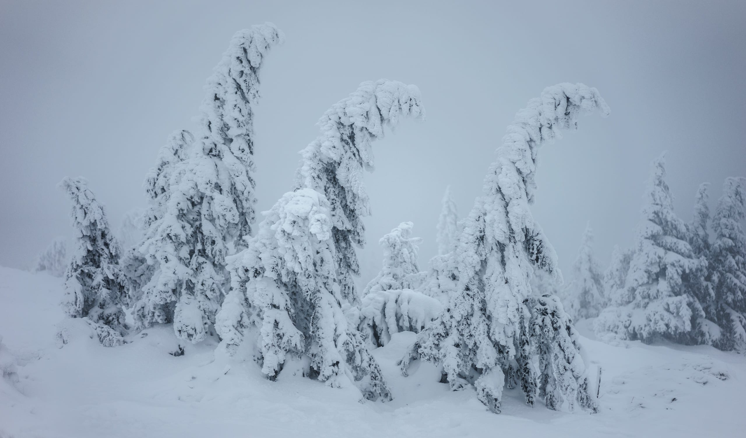 verschneite Bäume im Harz