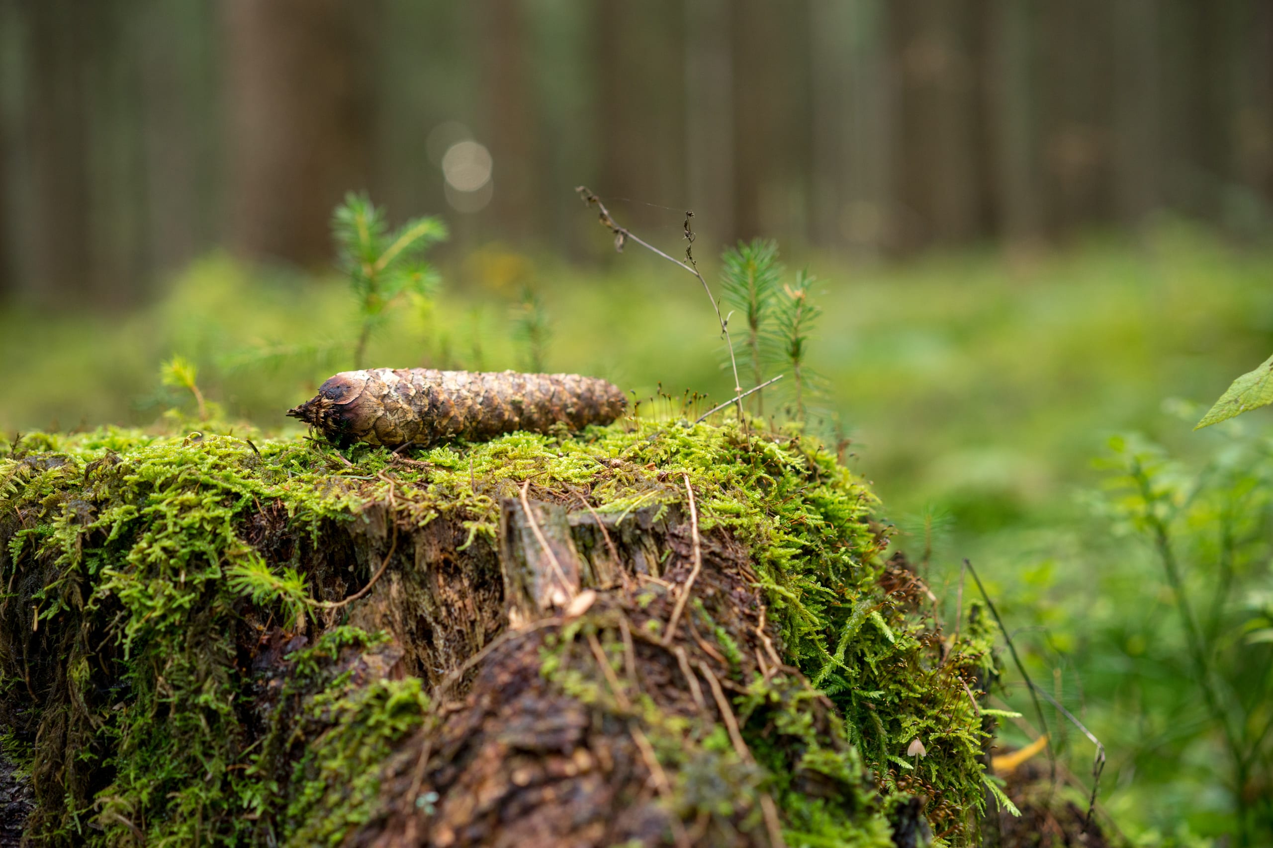 Tannenzapfen auf Baumstumpf