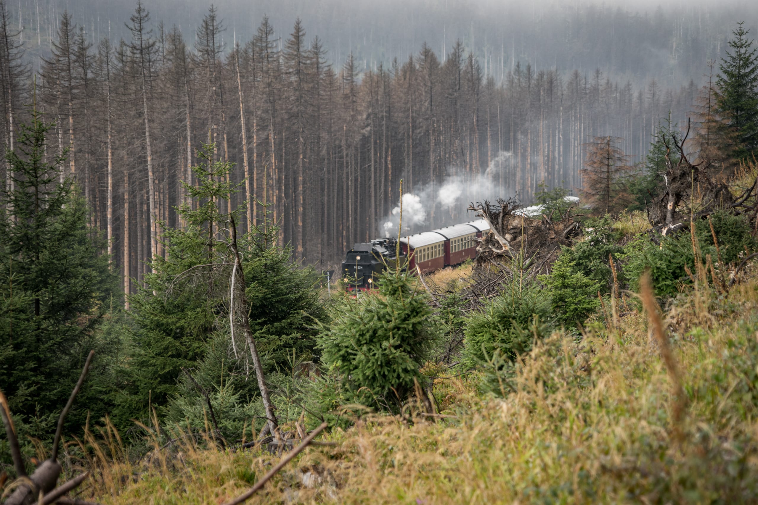 Harzer Schmalspurbahn auf dem Weg zum Brocken