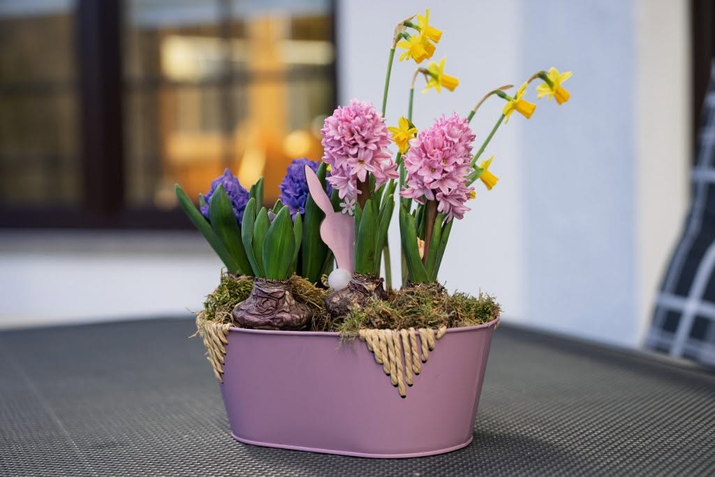 Forårsblomster i lyserød potte med påskeliljer og hyacinter