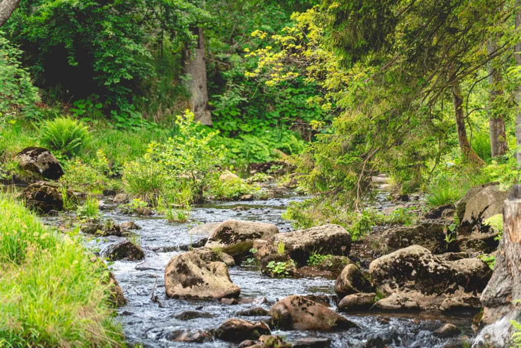 Kleiner Bach mit Felsen im grünen Wald